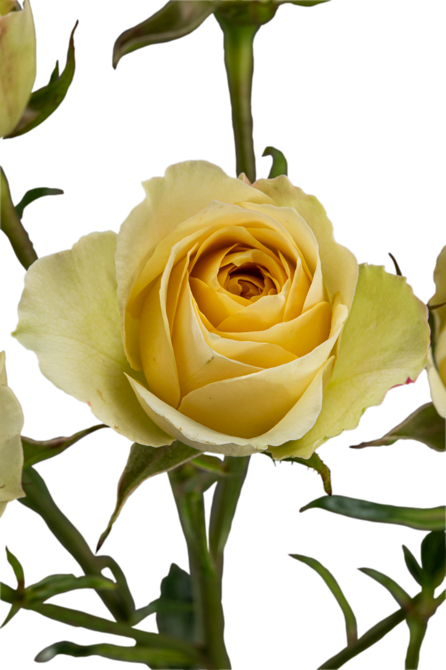 GOOD YELLOW