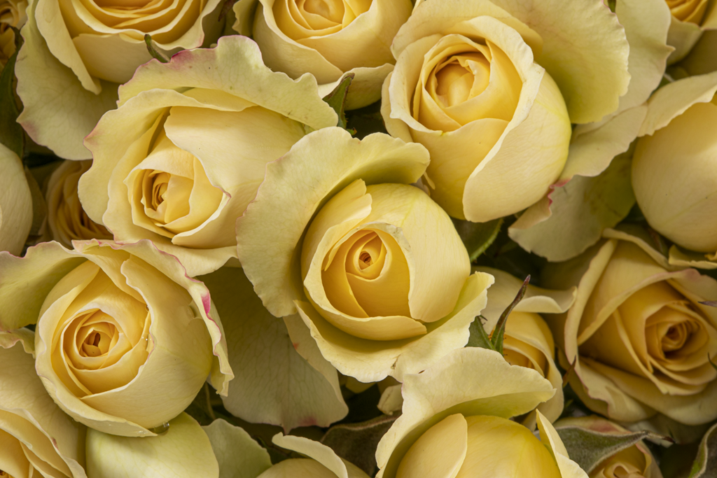 GOOD YELLOW