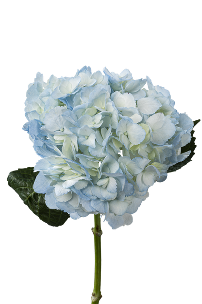 HYDRANGEA BLUE