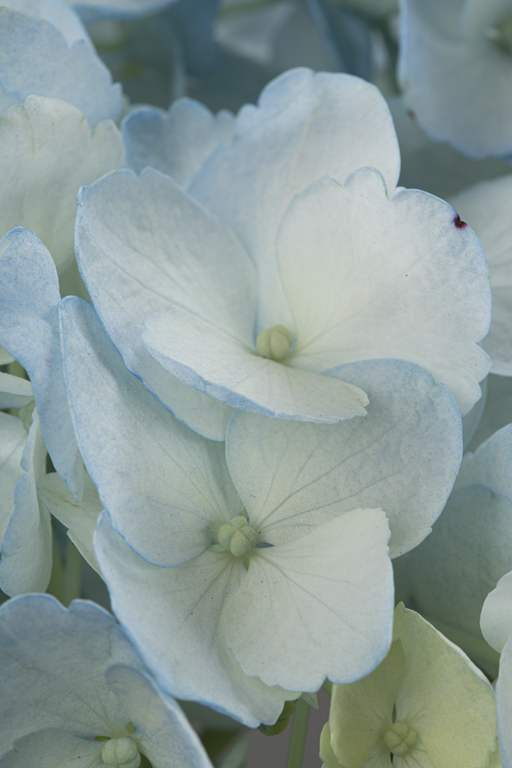 HYDRANGEA BLUE