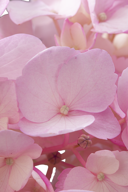 HYDRANGEA PINK TINTED