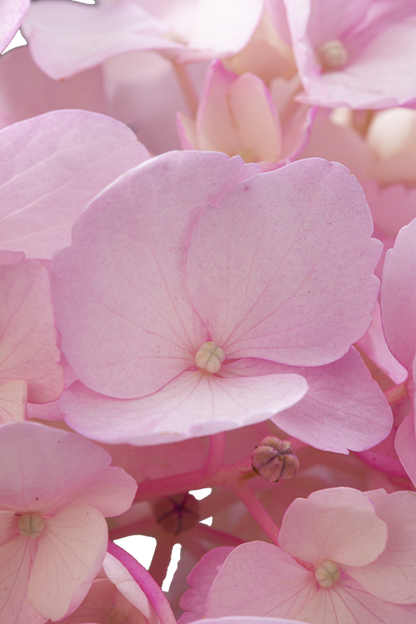 HYDRANGEA PINK TINTED