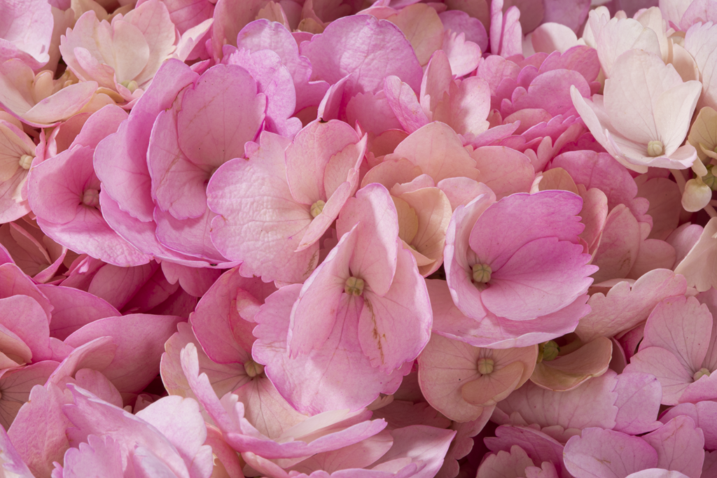 HYDRANGEA PINK TINTED