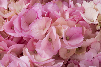 HYDRANGEA PINK TINTED