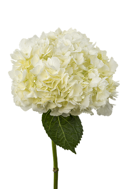 HYDRANGEA WHITE
