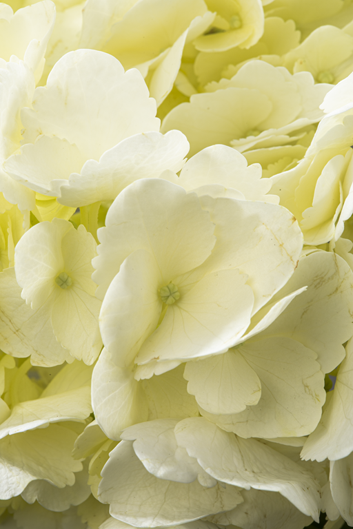 HYDRANGEA WHITE