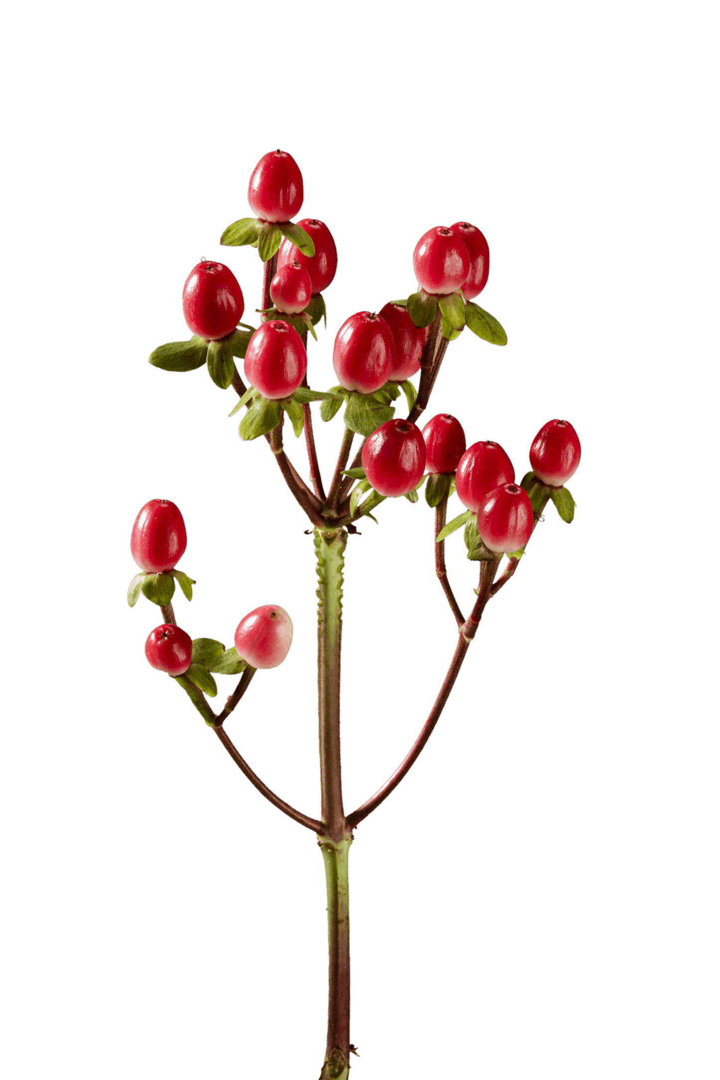 HYPERICUM