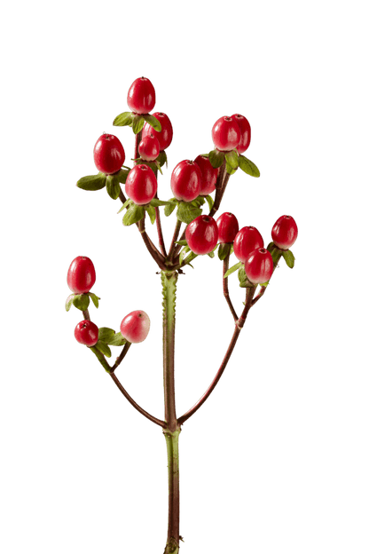 HYPERICUM