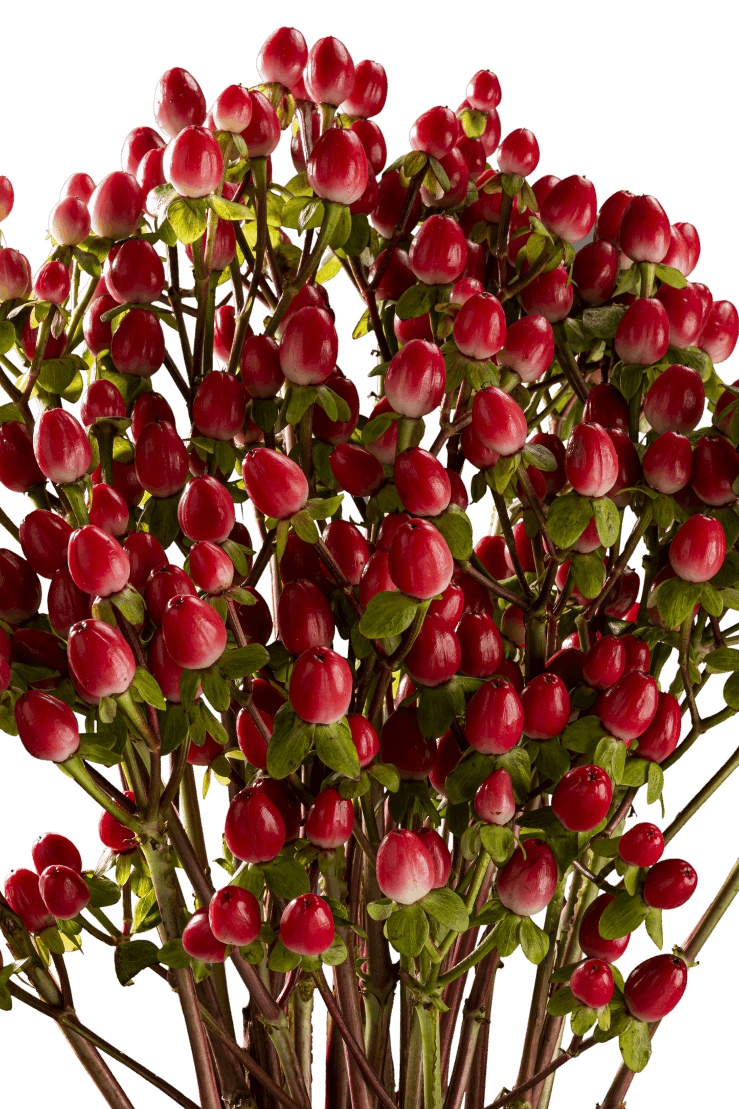 HYPERICUM