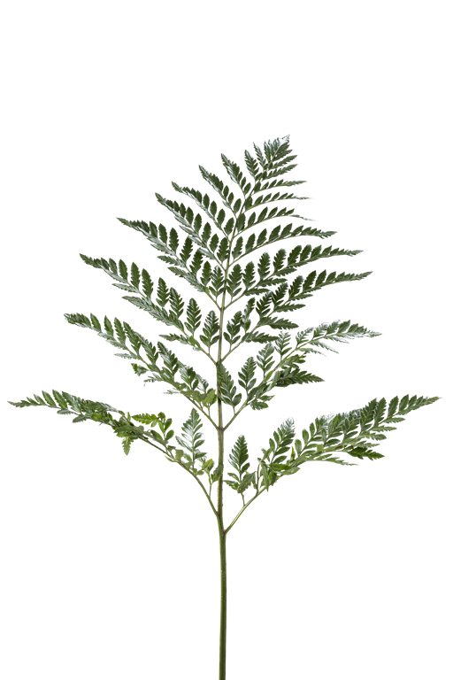 LEATHER LEAF