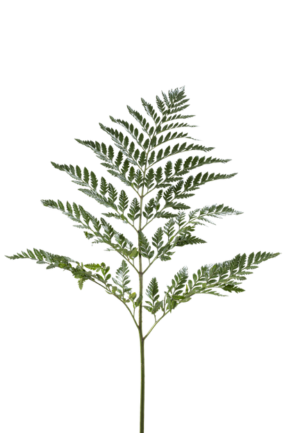 LEATHER LEAF
