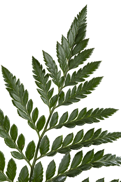 LEATHER LEAF