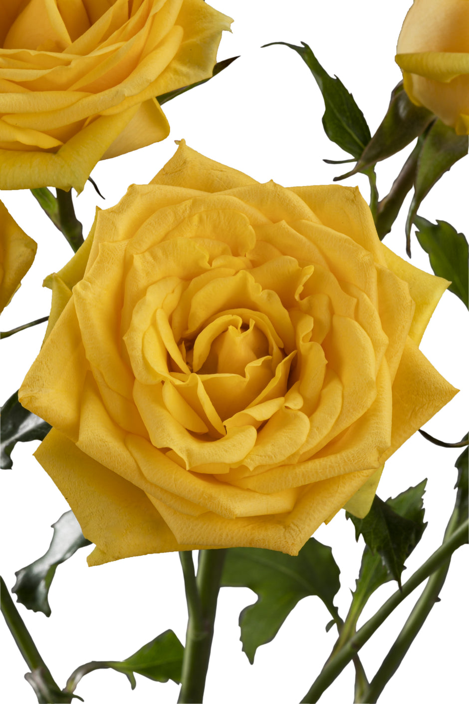 Spray Roses – Kroger Wedding Collection