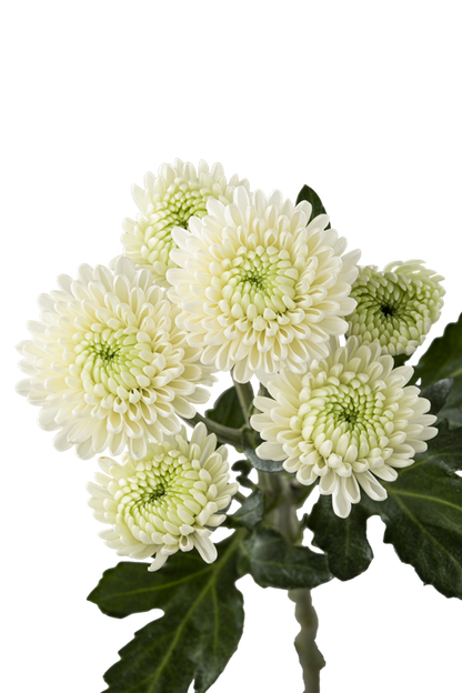 BUTTON POM BRISA