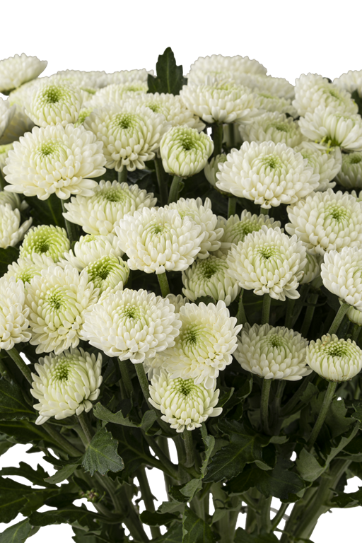 BUTTON POM BRISA