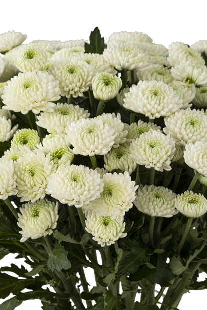BUTTON POM BRISA