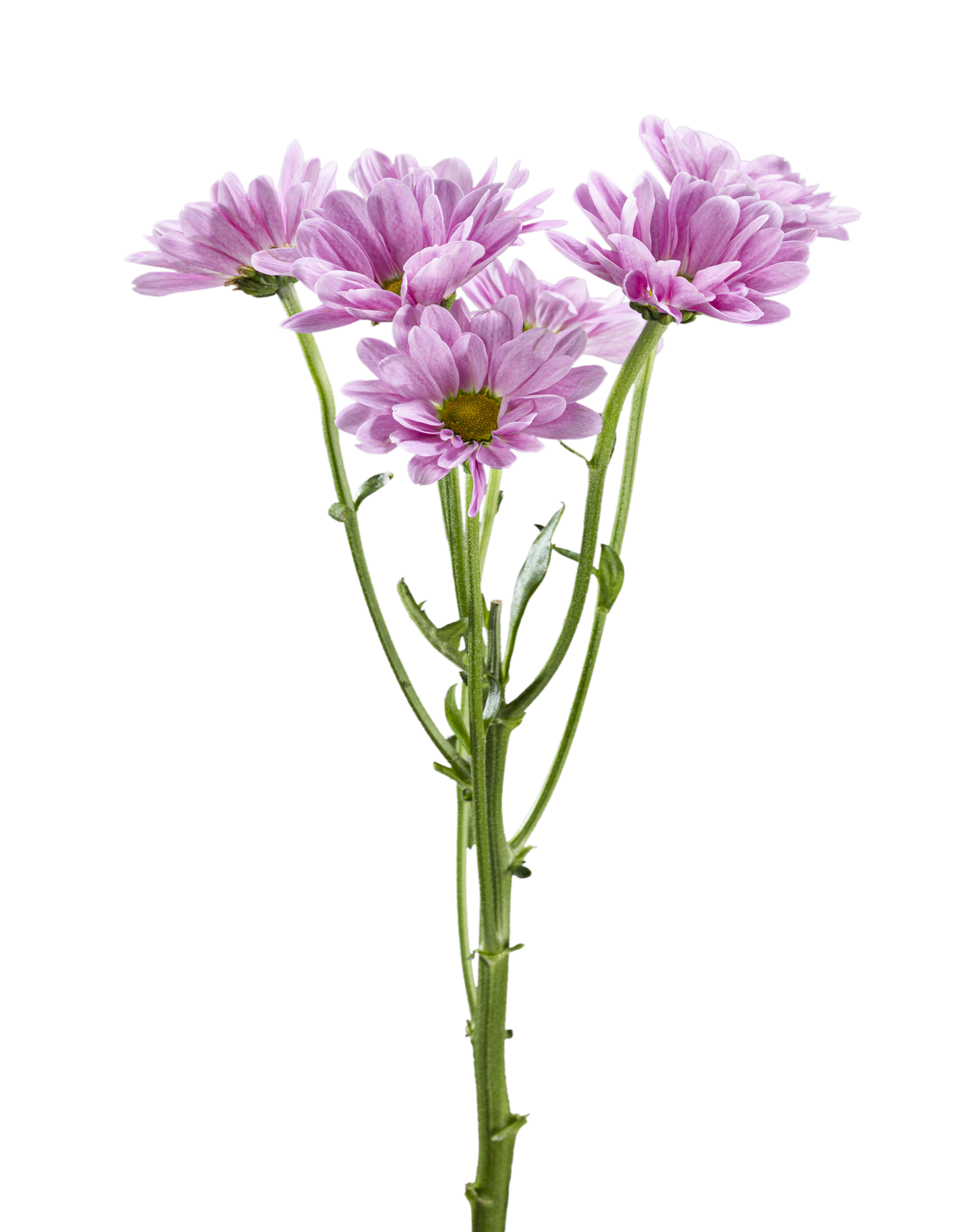 DAISY MELROSE