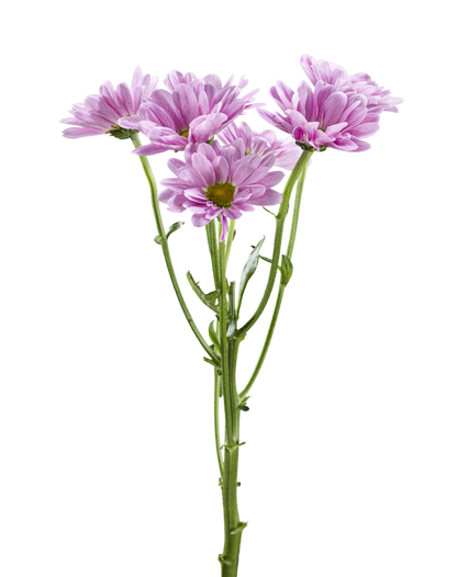 DAISY MELROSE