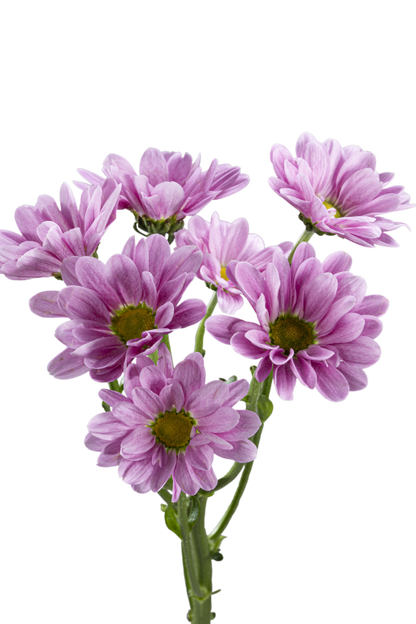 DAISY MELROSE