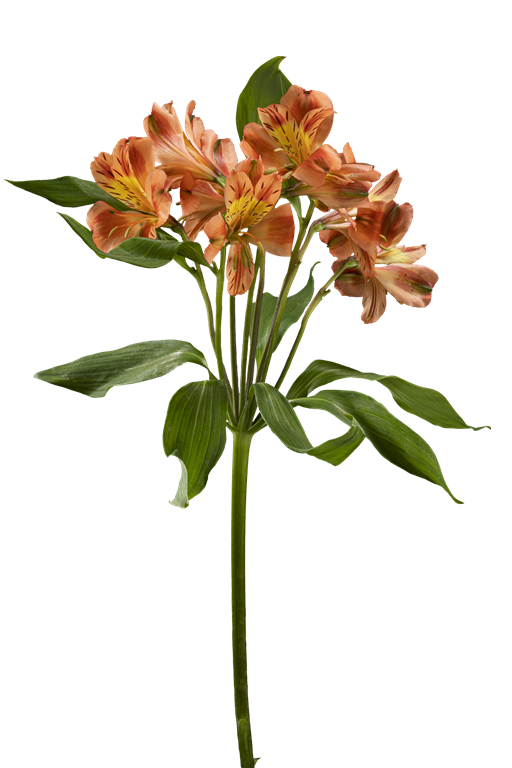 ORANGE QUEEN