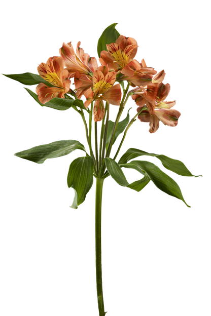 ORANGE QUEEN