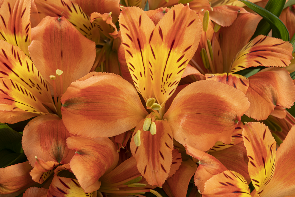 ORANGE QUEEN