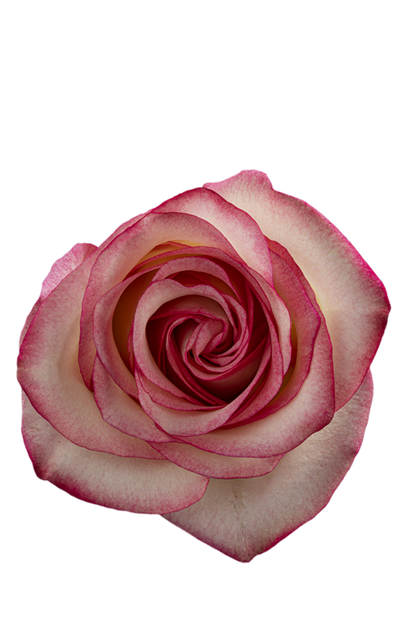 PALOMA