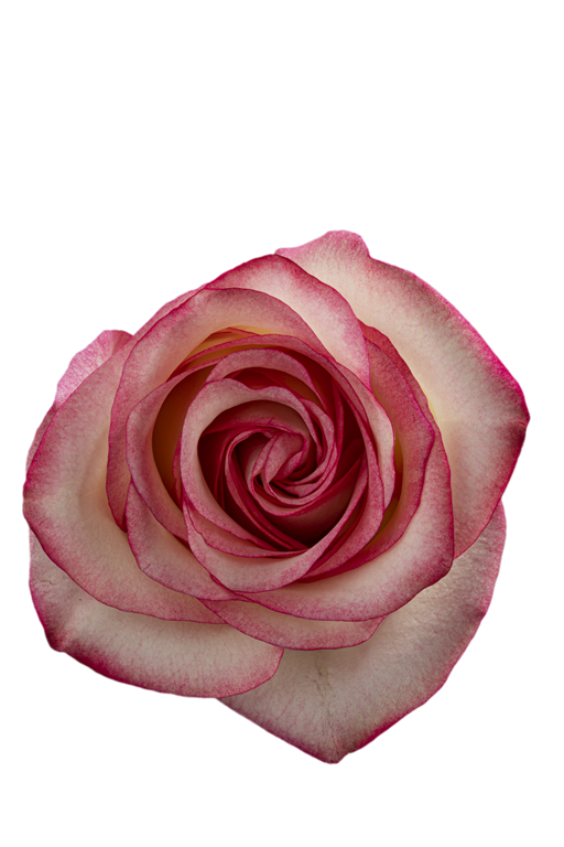 PALOMA