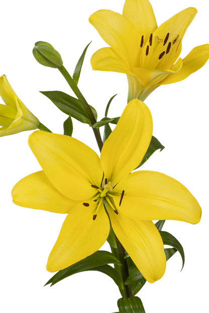 ASIATIC LILY PAVIA
