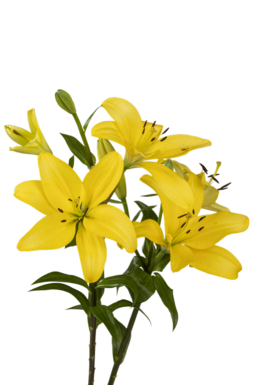 ASIATIC LILY PAVIA