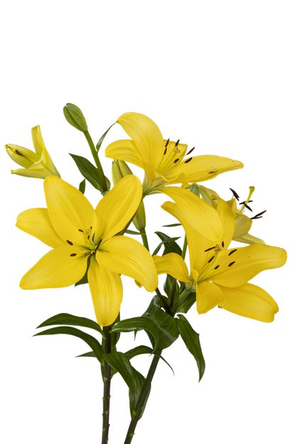 ASIATIC LILY PAVIA