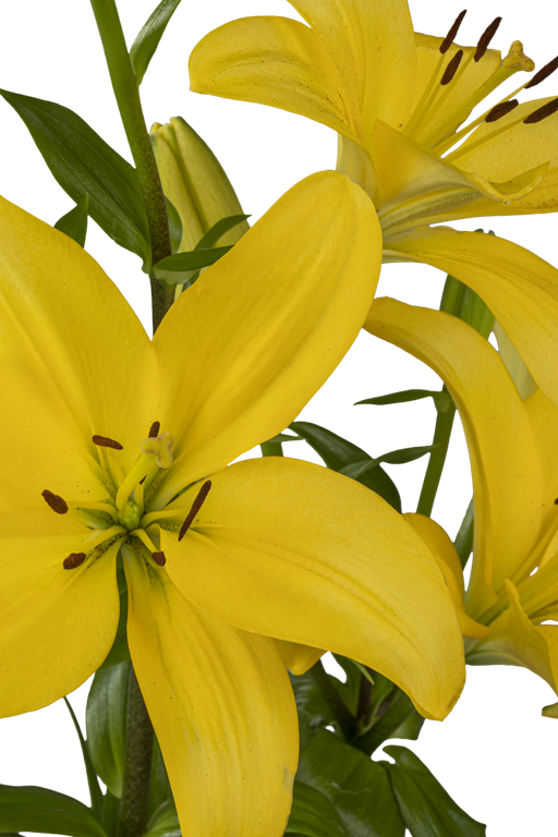 ASIATIC LILY PAVIA