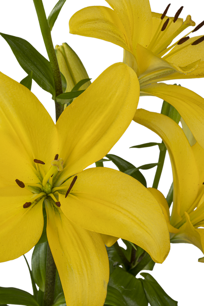 ASIATIC LILY PAVIA