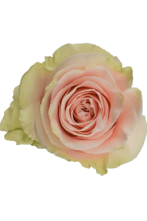 PINK MONDIAL