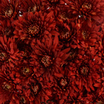 CUSHION TORNADO RED