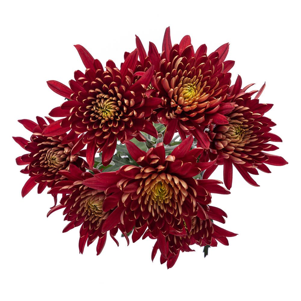 CUSHION TORNADO RED