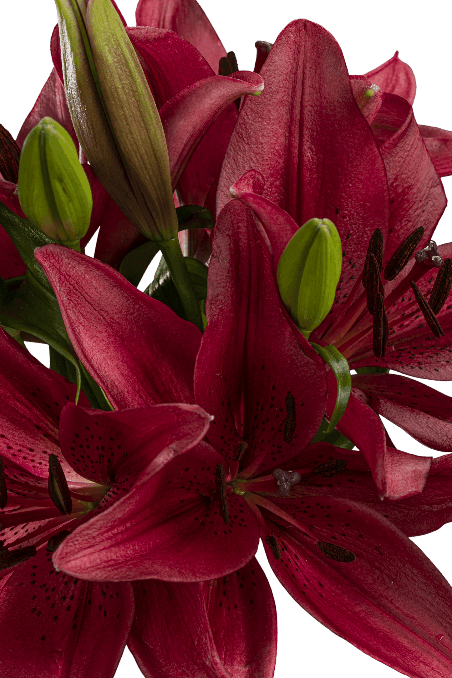 ASIATIC LILY RED ROCK