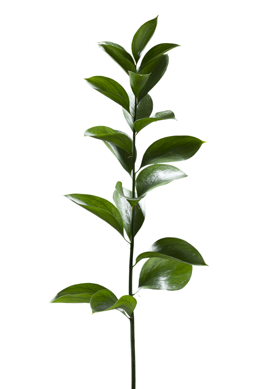 RUSCUS