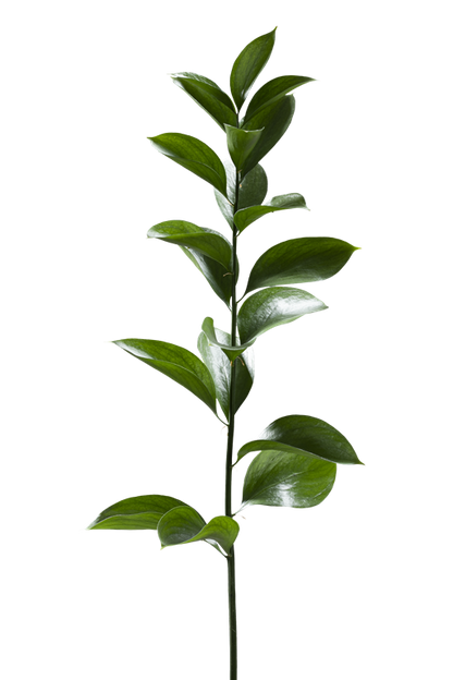 RUSCUS