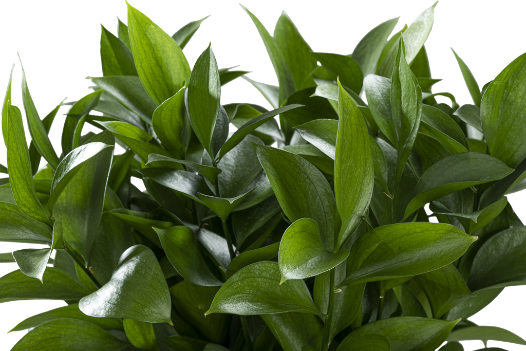 RUSCUS