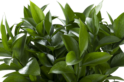 RUSCUS
