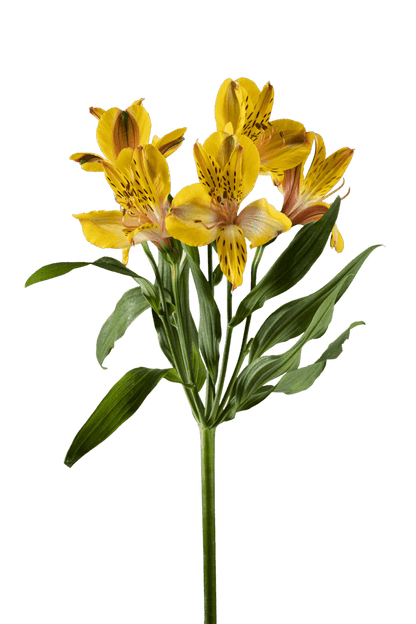 SENNA