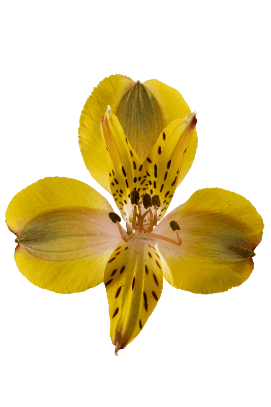 SENNA