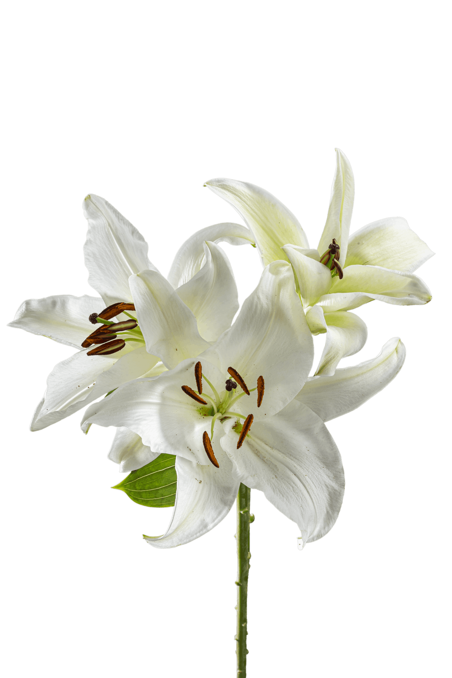 ORIENTAL LILY SIBERIA