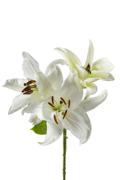 ORIENTAL LILY SIBERIA