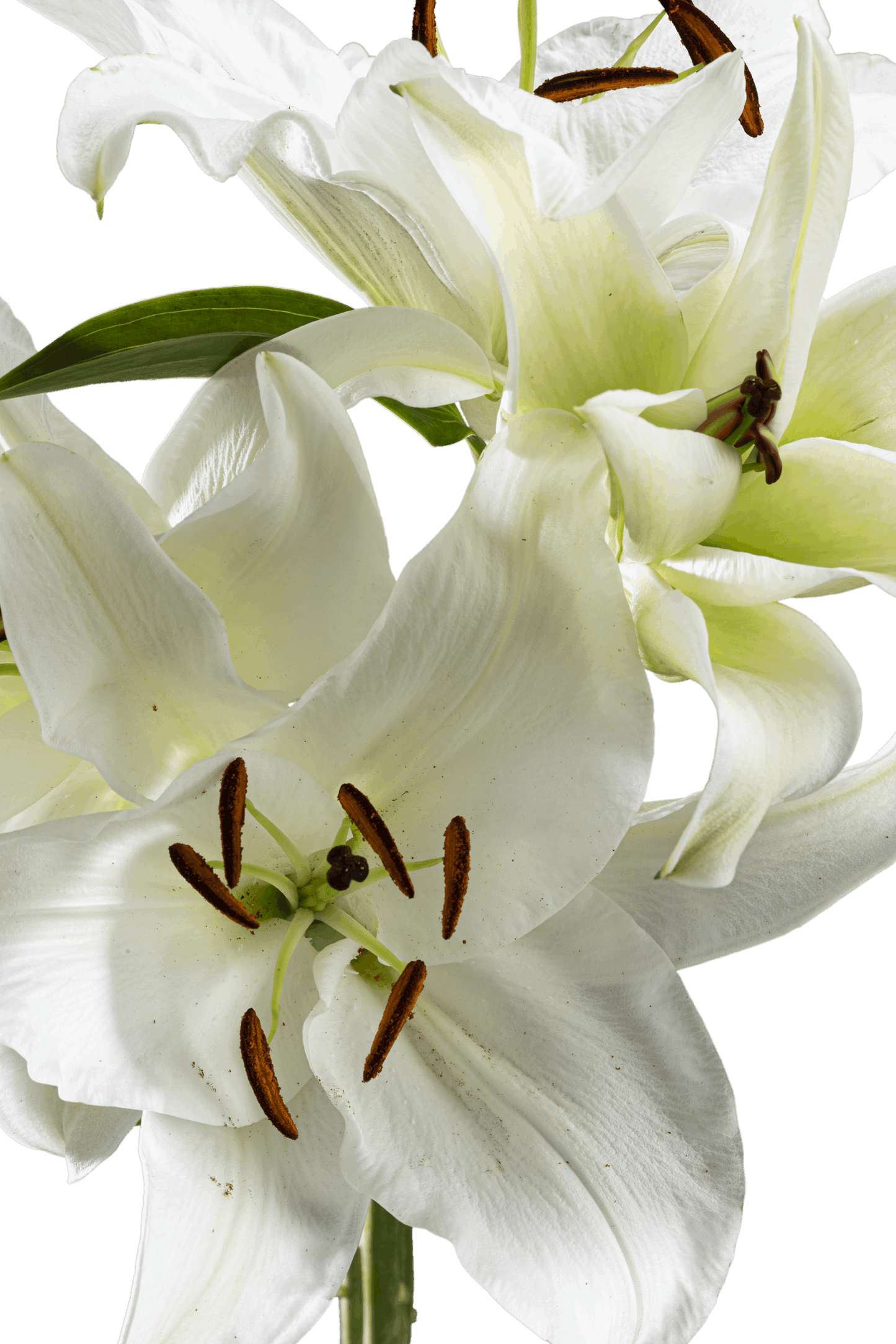 ORIENTAL LILY SIBERIA