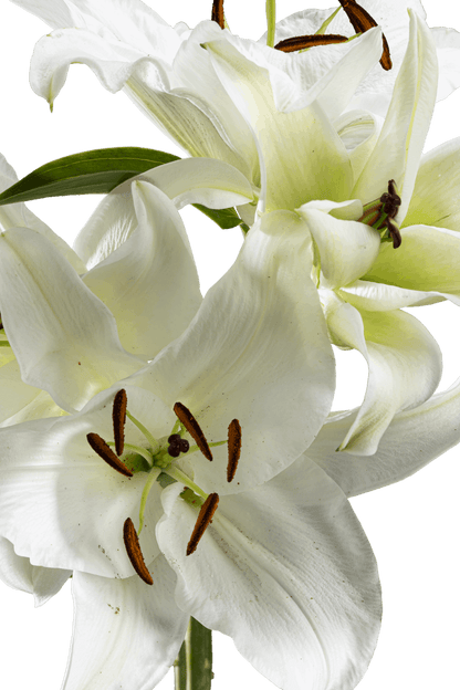 ORIENTAL LILY SIBERIA