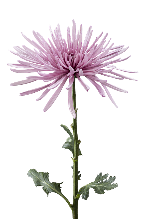 SPIDER MUM MARCELA