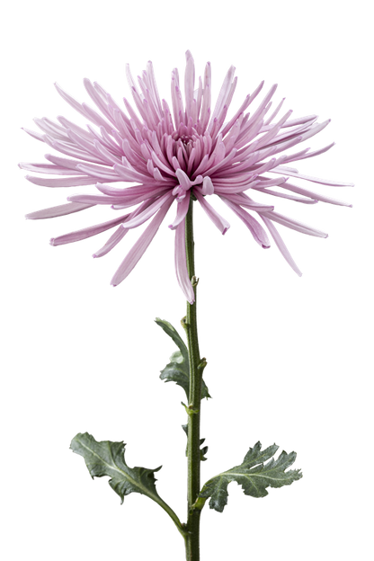 SPIDER MUM MARCELA