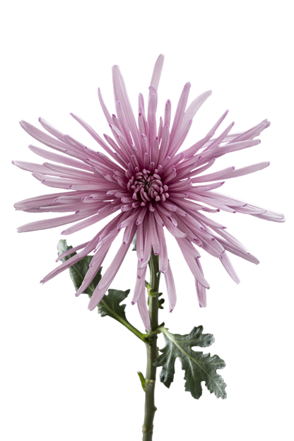 SPIDER MUM MARCELA
